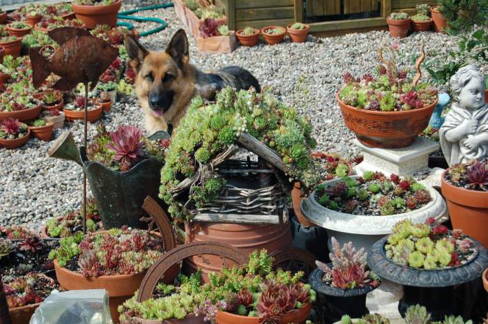 Sempervivum Dachwurz Hauswurz